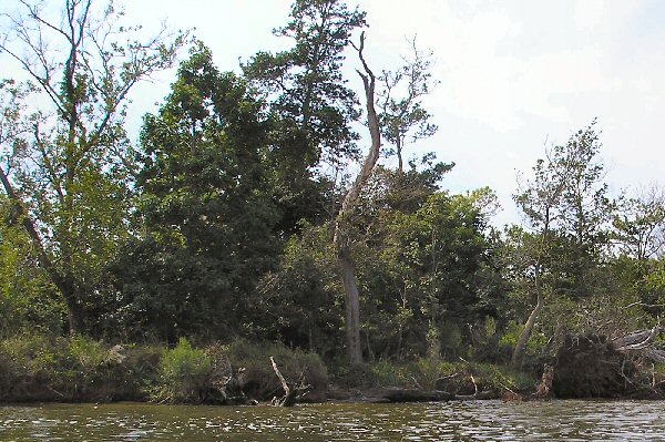 Paddling Back Bay NWR