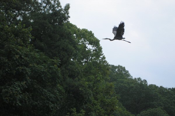 Great Blue Heron on the fly.