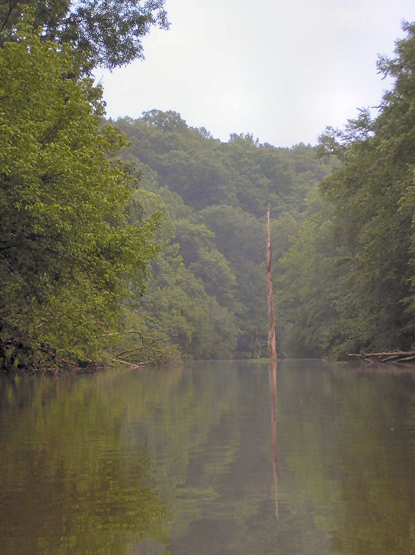 Bull Run Memorial Tree