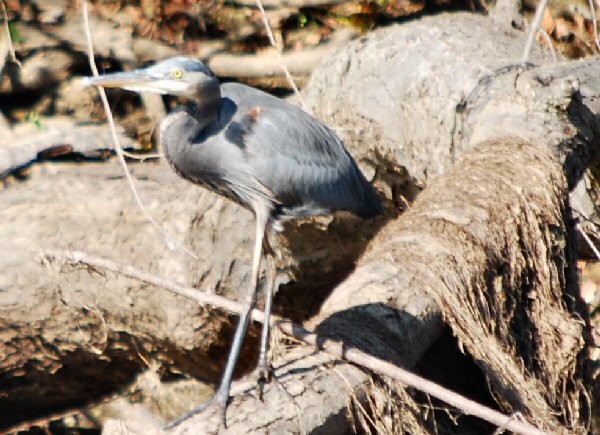 Small Great Blue Heron, Perhaps Immature