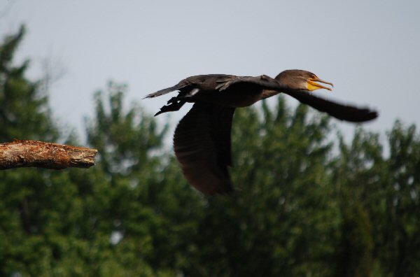 Double-breasted Cormorant