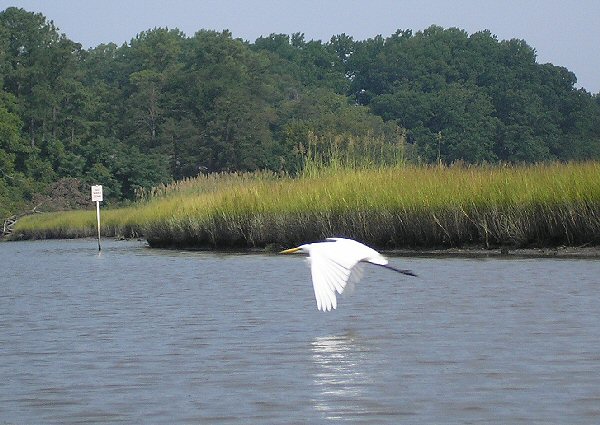 Great Egret Taking Flight