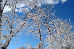 Beautiful snow on the trees with a blue sky background.