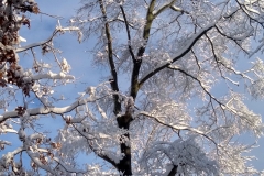 Beautiful snow on the trees with a blue sky background.