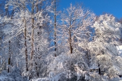 Beautiful snow on the trees with a blue sky background.