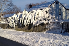 Weighed down by the snow!