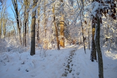 Trail through a patch of woods that we take on our walk.