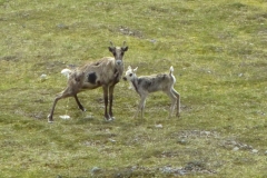 Caribou1