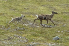 Caribou2