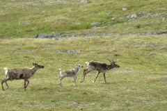 Caribou3