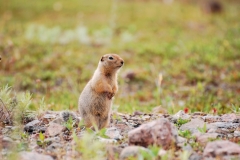 GroundSquirrel1