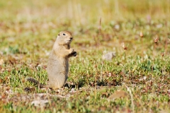 GroundSquirrel10