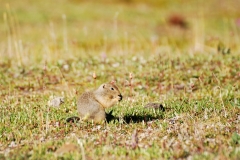 GroundSquirrel11