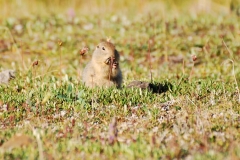 GroundSquirrel12