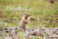 GroundSquirrel15