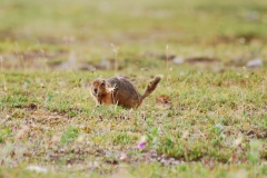 GroundSquirrel16