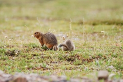 GroundSquirrel17