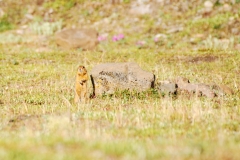 GroundSquirrel18