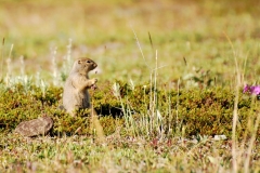 GroundSquirrel19