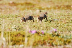 GroundSquirrel2