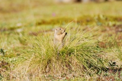 GroundSquirrel20