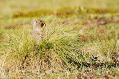 GroundSquirrel21