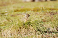 GroundSquirrel23