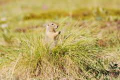 GroundSquirrel24