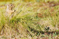 GroundSquirrel25