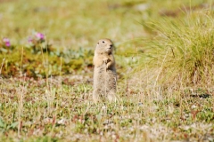 GroundSquirrel26