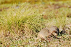 GroundSquirrel29