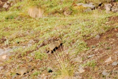 GroundSquirrel3