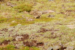 GroundSquirrel4