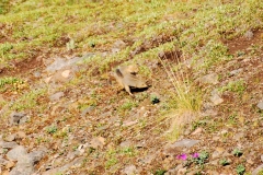 GroundSquirrel5