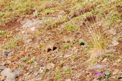 GroundSquirrel6