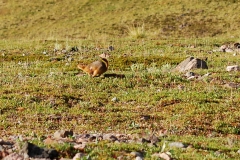 GroundSquirrel7