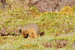 GroundSquirrel8