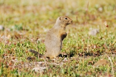 GroundSquirrel9