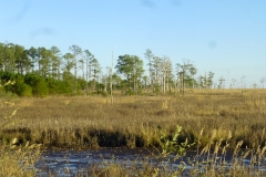 blackwaterNWR_01