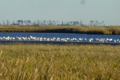 blackwaterNWR_04