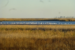 blackwaterNWR_07