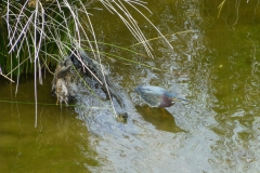 greenHeron_01