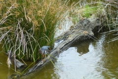 greenHeron_02