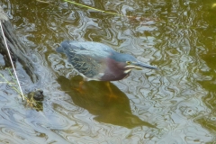 greenHeron_03