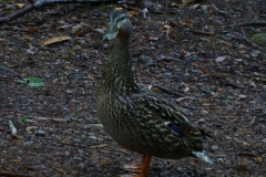 CranberryLakeDucks01