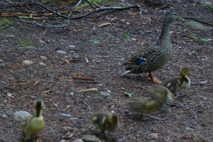 CranberryLakeDucks02