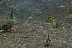 CranberryLakeDucks03