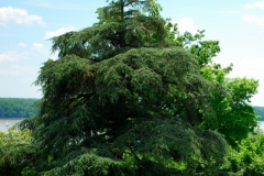 MtVernonSceneBackYardViewOfPotomacRiverWeirdTree1