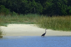 CarolinaBeachStateParKPaddling07