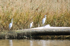 CarolinaBeachStateParKPaddling12